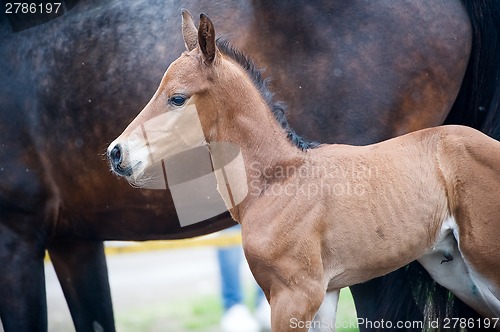 Image of Horse and colt (2-day) walks in paddock