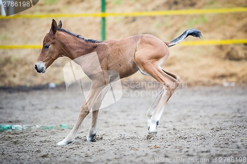 Image of Colt (2-day) walks and played in paddock