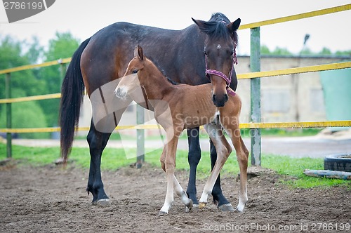 Image of Foal with his mother-mare walks in paddock