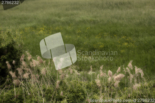 Image of Giant canes on green  in Italian countryside