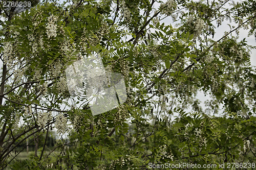 Image of White flowers on green trees in Italian countryside