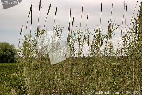 Image of Giant canes on sky background in Italian countryside