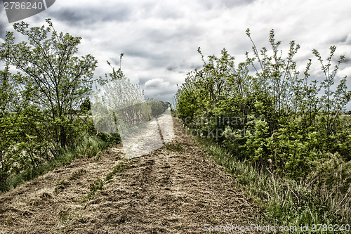 Image of Walking on dry grass on the embankment of the senio river