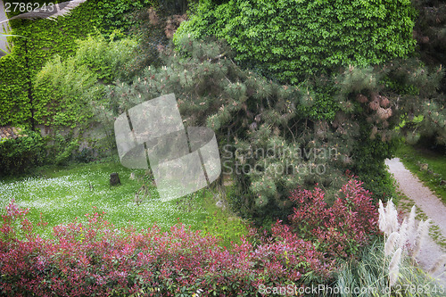 Image of White daisy and green trees in Italian garden