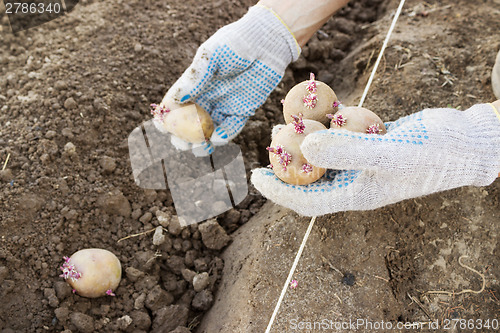 Image of Farmer planting sprouts potatoes in the ground