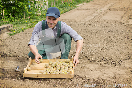 Image of Elderly  man with smile planting potatoes in his garden