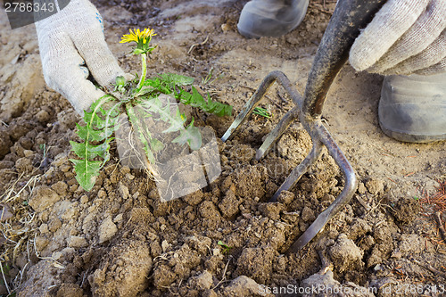 Image of Hand farmer remove weeds from the soil