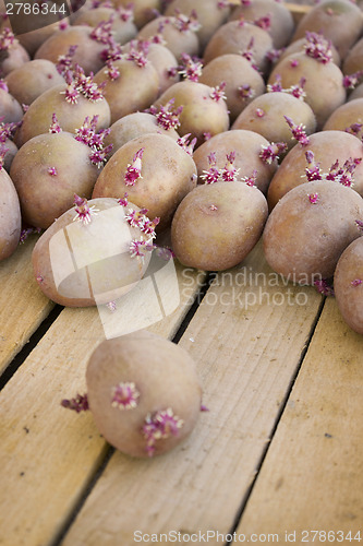 Image of Ready for planting potatoes in box