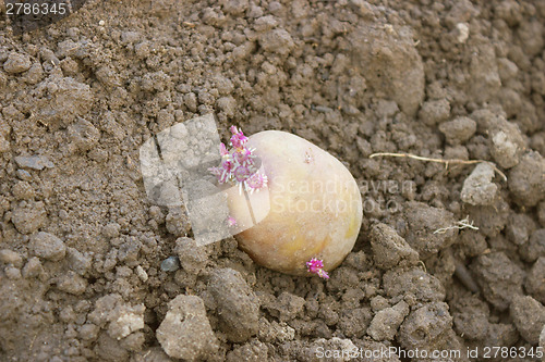 Image of Germinated potato planting in the ground