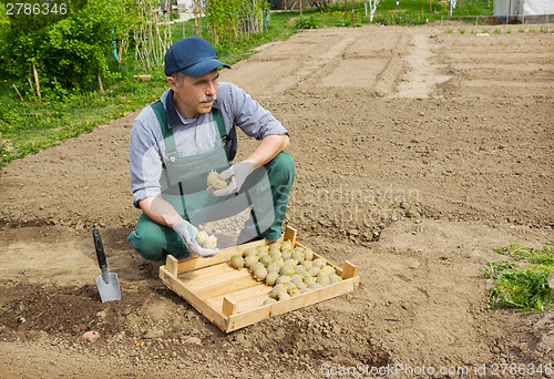 Image of Elderly energetic man  planting potatoes in his garden 