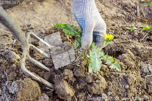 Image of Farmer digs pitchforks malicious weed