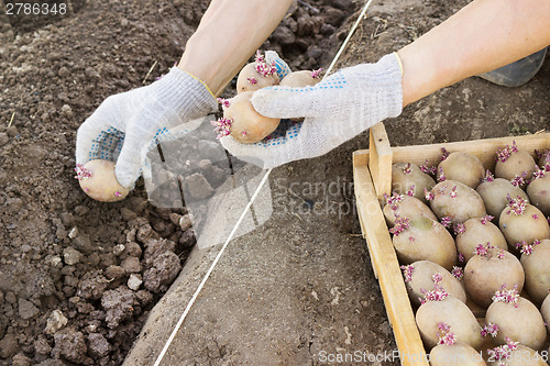 Image of Jarovize and  planting potatoes  manually in your garden