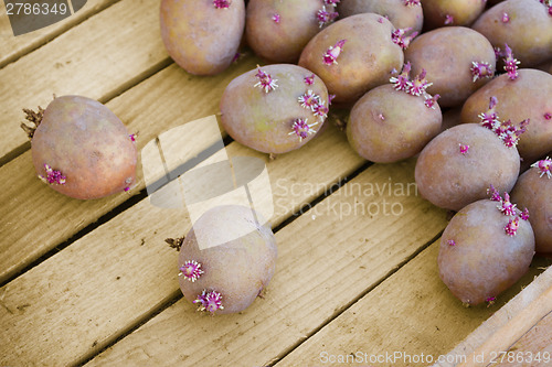 Image of Ready for planting potatoes lies in a box