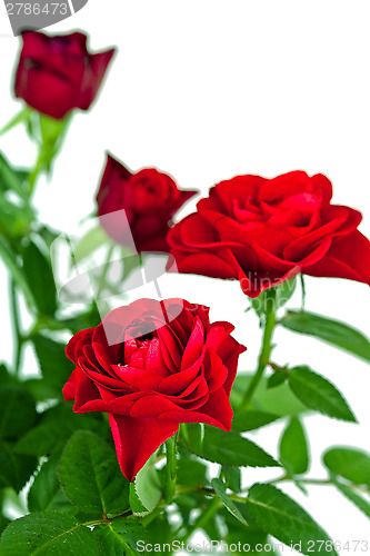 Image of red roses