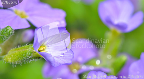 Image of violet flower