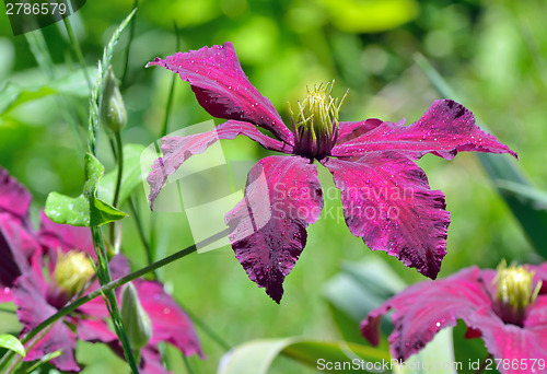 Image of Deep purple clematis flowers