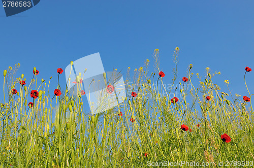 Image of Poppy filed