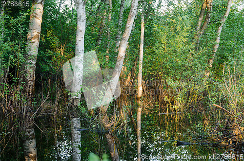 Image of forest trees in flood water and evening sunset 