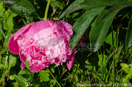 Image of dewy red peony flower bloom cover with water drops 