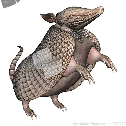 Image of Armadillo