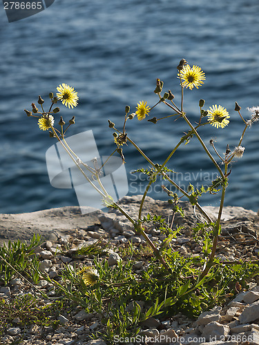 Image of wild flower on the coast