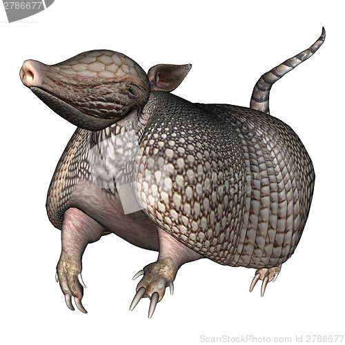 Image of Armadillo