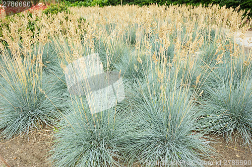 Image of Blue fescue