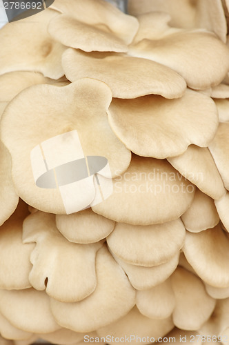 Image of Pleurotus ostreatus