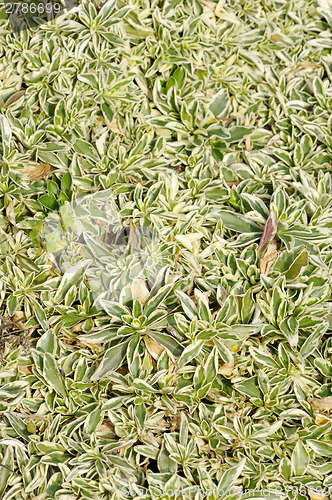 Image of Arabis fern