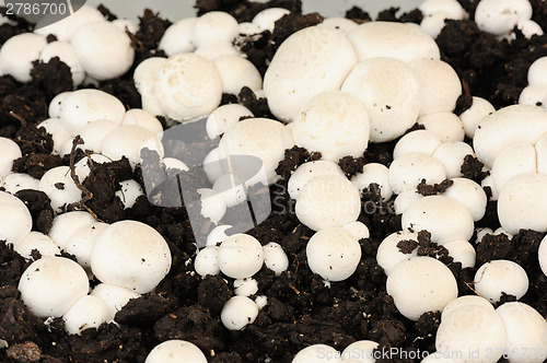 Image of White Champignon