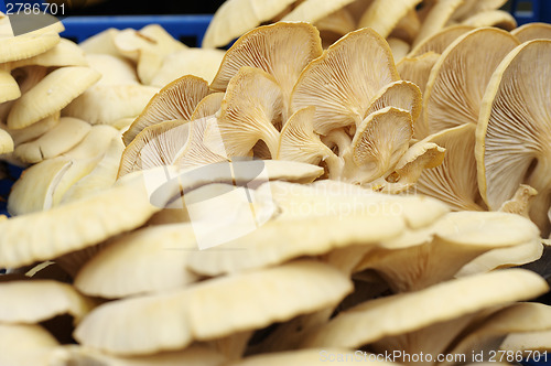 Image of Pleurotus cornucopiae