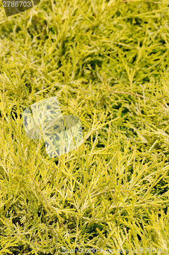 Image of chameacyparis pisifera filifera