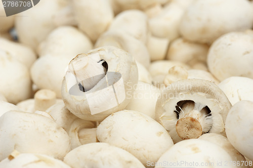 Image of White Champignon