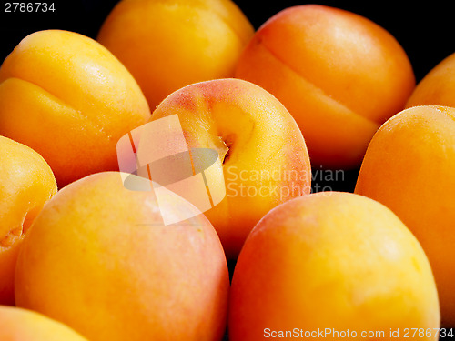 Image of Apricot