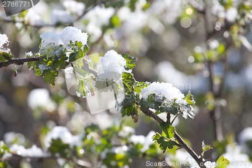 Image of green leaves under sudden snow