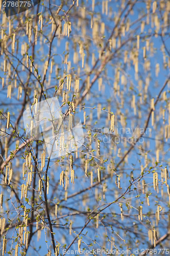 Image of birch catkins