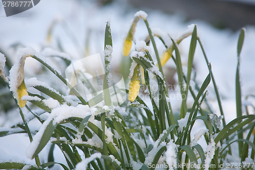 Image of flowers under sudden snow