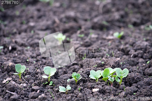 Image of first green sprouts