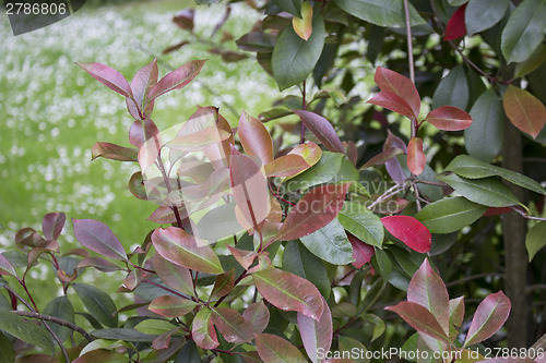 Image of Green leaves and trees on flower background