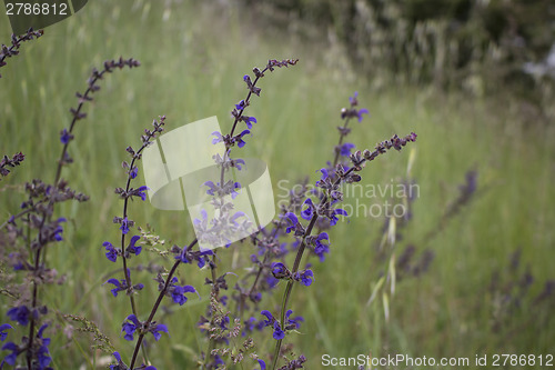 Image of Purple flower on weeds background