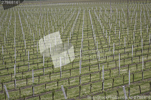 Image of rows of vines