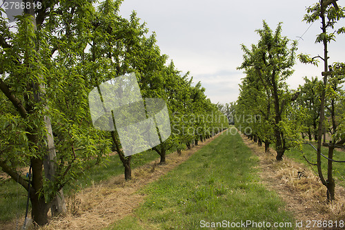 Image of Peach trees rows