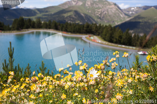 Image of Mountain flowers
