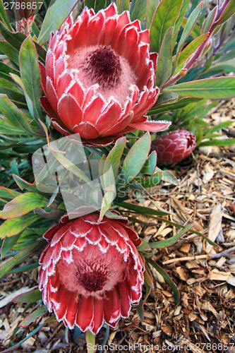 Image of Two blooming protea flowers