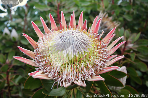 Image of King Protea  Cynaroides