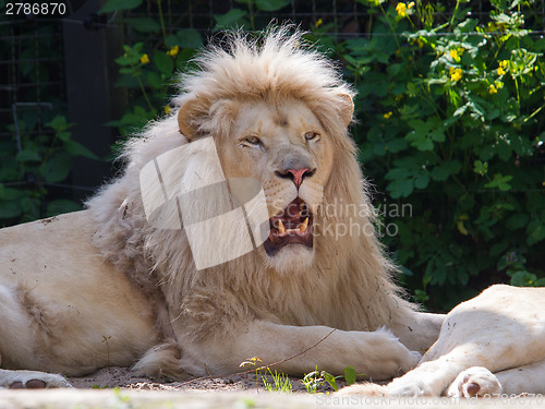 Image of Male African white lion