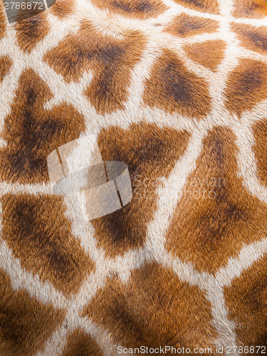 Image of Genuine leather skin of giraffe