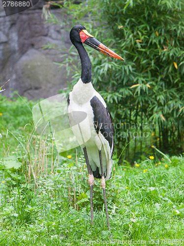 Image of Saddle-billed stork. Latin name - Ephippiorhynchus senegalensis