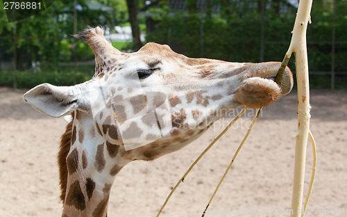 Image of Giraffe eating