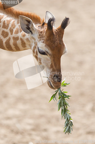 Image of Young giraffe eating